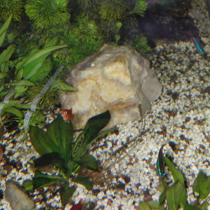 Donne Platys