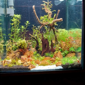 Publication de STK54