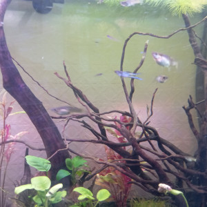 Guppys Endler