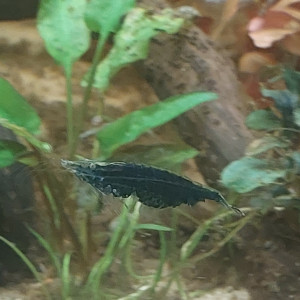 Publication de Nymeria