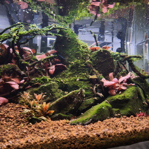 Publication de Loran