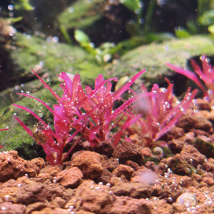 Publication de Loran