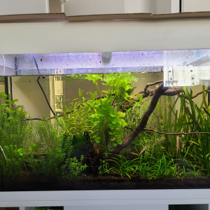 Walstad 100L