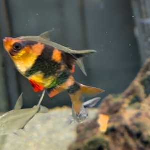 Don Barbus de Sumatra