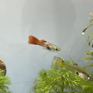 Alevin Guppy 4/5 mois