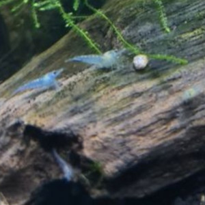 Crevette neocaridina Blue jelly