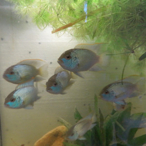 CICHLIDES ACARA BLEU