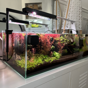 Publication de ThomLA