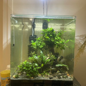 Publication de cboro