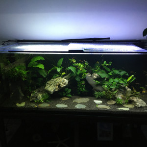 Aquarium