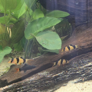 Publication de Papou1511