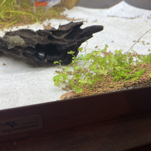 Écrevisses CPO naine orange