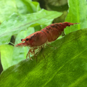 Crevettes Neocaridina davidi Sakura Fire Red