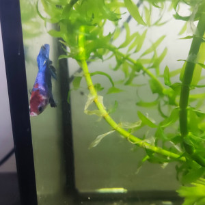 Betta 3