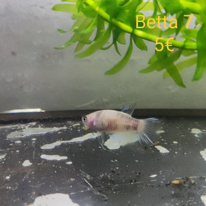 Betta femelle 7