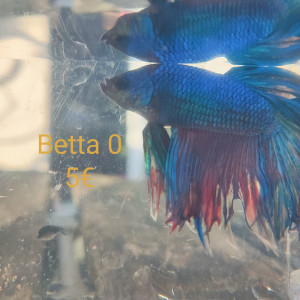 Betta mâle