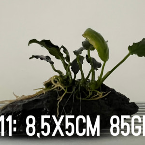 1 plante Anubias Nana Kirin sur black lava P11 8,5x5cm 85gr idéal bac crevettes poissons aquarium