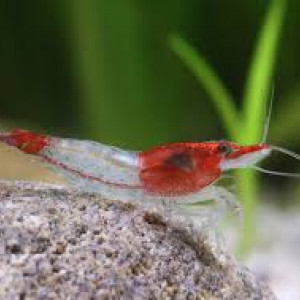 Crevettes Neocaridiana 'red rili' /kohaku