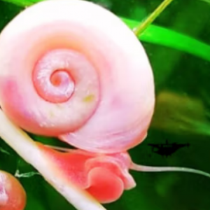 Escargots Planorbes roses