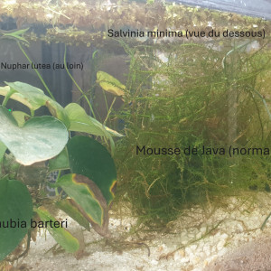 Salvinia minima