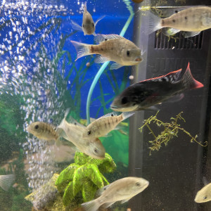 Oreochromis Mossambicus