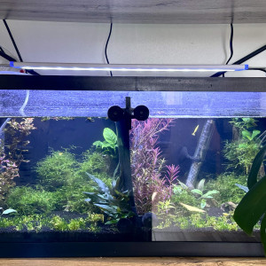aquarium planté