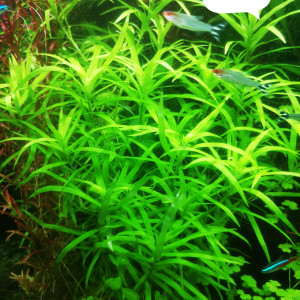 5 brins et plus heteranthera zosterifolia