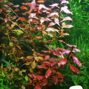 5 brins et plus ludwigia palustris super red