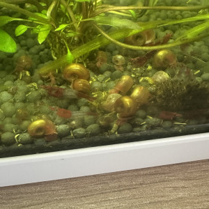 Planorbes orange