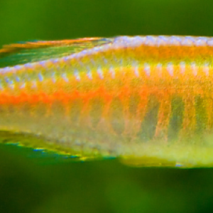 Vente Danio Choprae x30