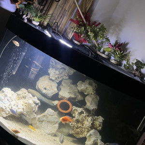 Biotop cichlidé africain