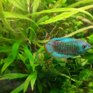 Publication de laurent-galichet