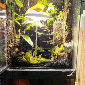 Paludarium