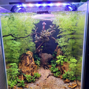 Limnophila Sessiliflora