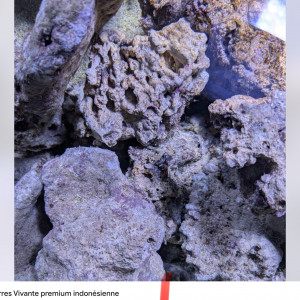 Don pierre vivante aquarium eau de mer