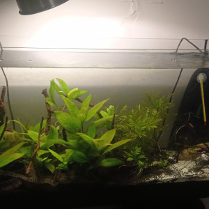 Bac gouramis miel Corydoras Néocaridina davidi