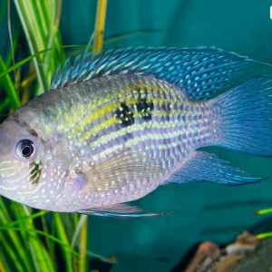 Acaras Bleus