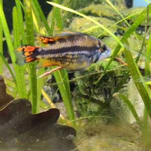 vends apistogramma  cacatuoides double red