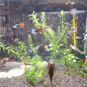 Don guppys