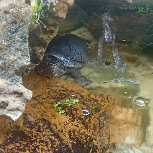 Publication de Balla