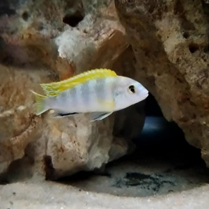 Cichlides du lac Malawi