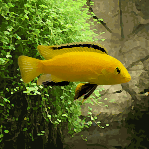 labidochromis caérélus