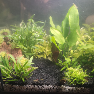 Publication de EntoFlora