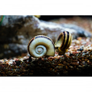 Marisa taille de 1 a 3 cm