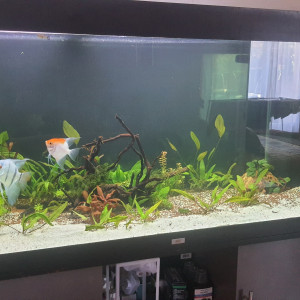 Publication de Bizarro