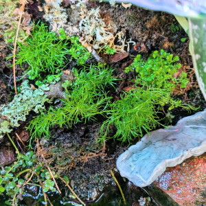 Publication de ArtemusKlegg