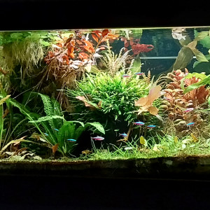 Publication de STK54