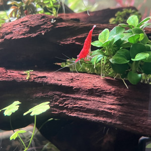 Publication de ThomLA