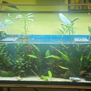 Publication de Les-Aquariums-De-Tom