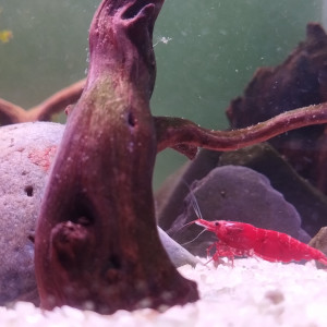 Publication de NicolasAM